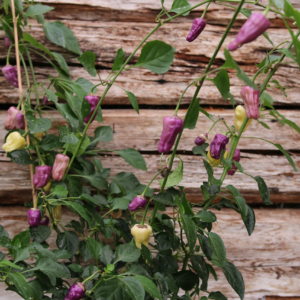 Black Scorpion Tongue Capsicum annuum