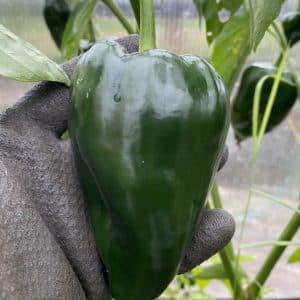 Ancho San Luis Capsicum annuum