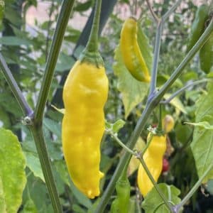 Aji Lemon Horn Capsicum baccatum