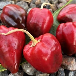 Jalapeno Apple Capsicum annuum
