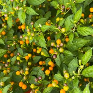 Aji Charapita Capsicum chinense