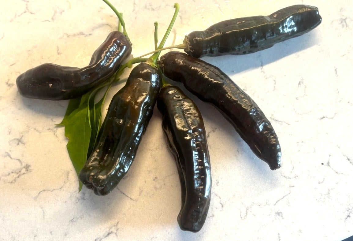 Aji Panca Capsicum baccatum
