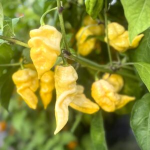 Giant White Scorpion Capsicum chinense