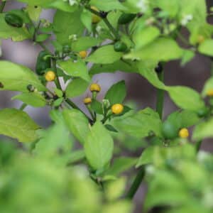Vulcain Capsicum frutescens
