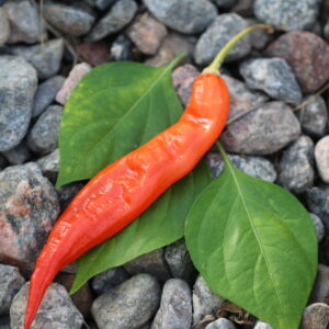 Sugar Rush Capsicum baccatum