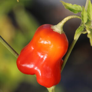 King of Bishops Capsicum baccatum