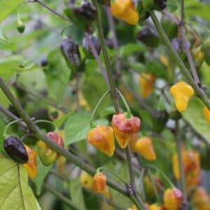 Puerto Rican Yellow Capsicum chinense