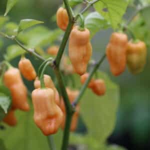 Habanero Pink Capsicum chinense