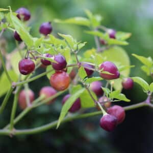 Pimenta Barro Do Ribeiro Capsicum baccatum