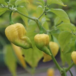 Trinidad Moruga Scorpion White Capsicum chinense
