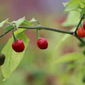 Aji Cochabamba Capsicum baccatum