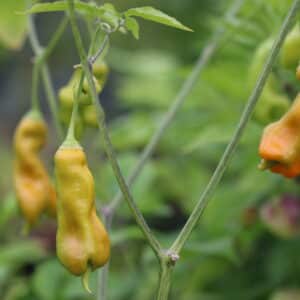 Erotica Capsicum baccatum