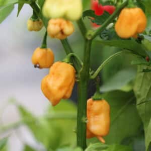 Trinidad Scorpion Peach Capsicum chinense