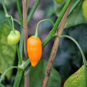 Jamy Capsicum baccatum