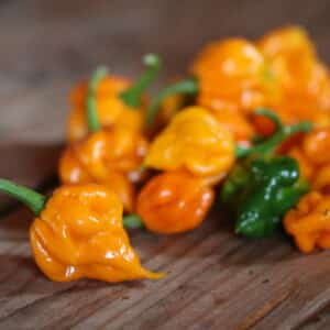 7 Pot Lava Yellow Capsicum chinense