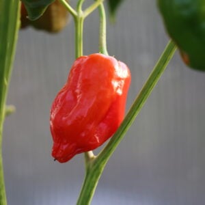 Aji Verde Capsicum baccatum