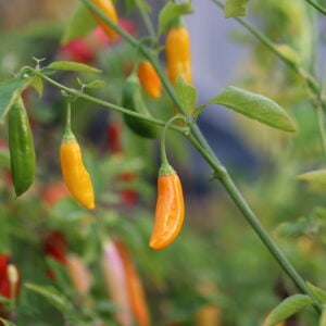 Aji Cito Capsicum baccatum