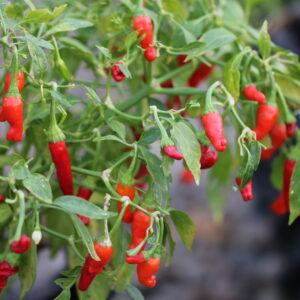 Pikito Capsicum frutescens