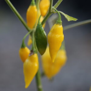 Yellow Pointy Capsicum chinense