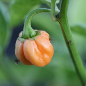 7 pot Peach Capsicum chinense