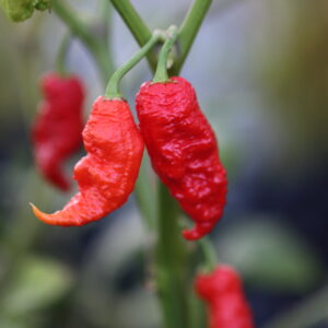 Primotalii Capsicum chinense