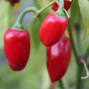 Jalapeno La Bomba Chilifrön
