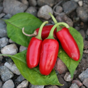 NuMex Vaquero Capsicum annuum