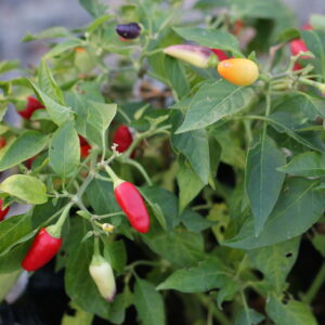 Numex twilight Capsicum annuum