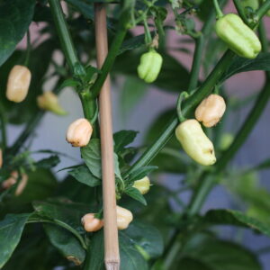 Trinidad Moruga Scorpion Peach Capsicum chinense