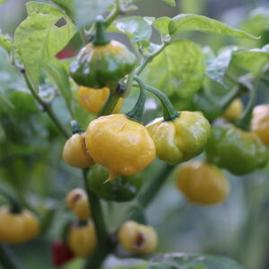 Lemon Starrburst Capsicum chinense