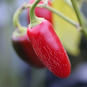 Foradjido Capsicum annuum