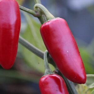 Jalapeno Emerald Fire Capsicum annuum