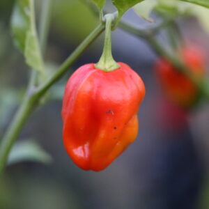 Aji Rosita Rojo Capsicum chinense