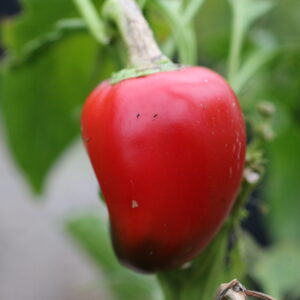 Portuguese Goat Heart Capsicum annuum