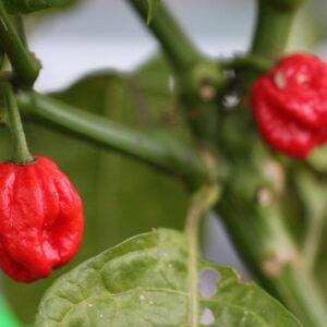 7 Pot Jonah Capsicum chinense