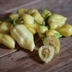 Naga White Capsicum chinense