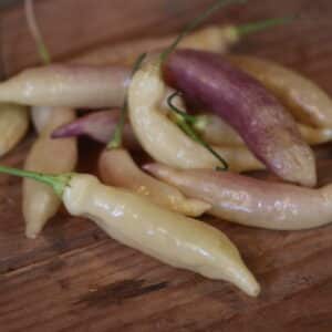 Blondie Capsicum baccatum