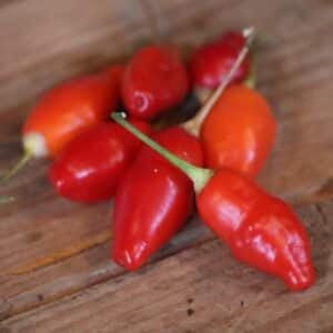 Aji Omnicolor x Aji White Fantasy Capsicum baccatum