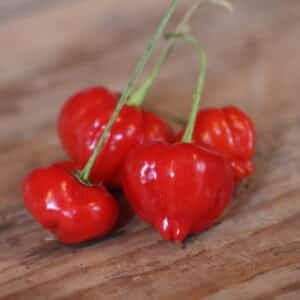 Peito de Moça Chilifrön