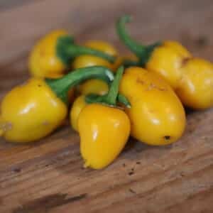 NuMex Lemon Spice Capsicum annuum