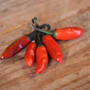 Krishna Jolokia Capsicum annuum