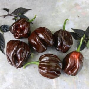 Habanero Black Capsicum chinense