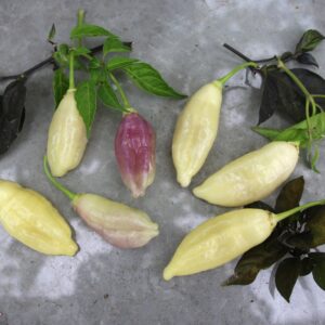 Icicle/Istapp Capsicum baccatum