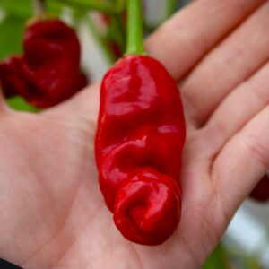 Peter Pepper Red Chilifrön