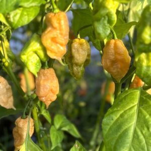 Trinidad Moruga Scorpion Peach Capsicum chinense