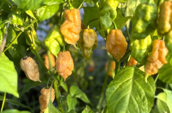 Trinidad Moruga Scorpion Peach Chilifrön 2