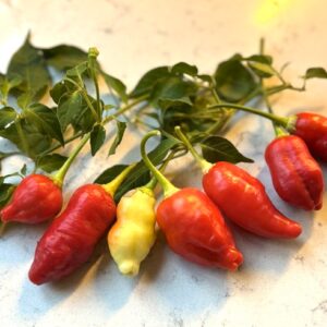 Aji Omnicolor x Aji White Fantasy Capsicum baccatum