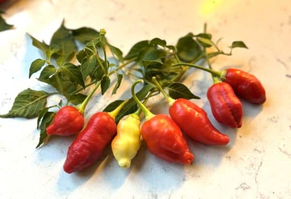Aji Omnicolor x Aji White Fantasy Capsicum baccatum 2
