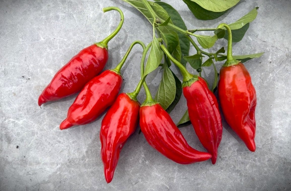 Aji Verde Chilifrön