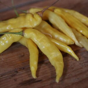 Aji Pineapple Large Capsicum baccatum